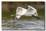 Lepelaar - Spoonbill