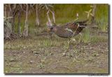Porseleinhoen - Spotted Crake 