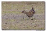 Porseleinhoen - Spotted Crake 