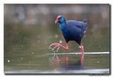 Purperkoet - Western Swamphen