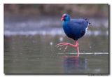 Purperkoet - Western Swamphen