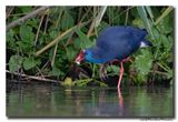 Purperkoet - Western Swamphen