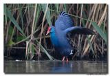Purperkoet - Western Swampheng