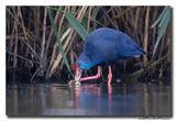 Purperkoet - Western Swamphen