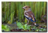 Appelvink - Hawfinch