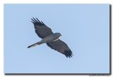 Blauwe Kiekendief - Hen Harrier