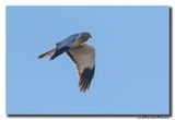 Blauwe Kiekendief - Hen Harrier