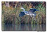 Blauwe Reiger - Grey Heron