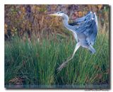 Blauwe Reiger - Grey Heron