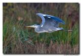 Blauwe Reiger - Grey Heron