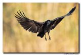 Zwarte Kraai - Carrion Crow