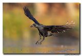 Zwarte Kraai - Carrion Crow