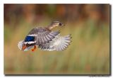 Wilde Eend - Mallard