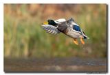 Wilde Eend - Mallard