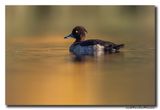 Kuifeend - Tufted Duck