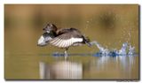 Kuifeend - Tufted Duck