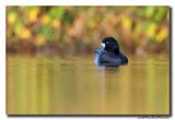 Kuifeend - Tufted Duck