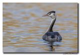 Fuut - Great Crested Grebe