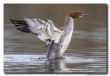 Grote Zaagbek - Goosander