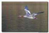 Grote Zaagbek - Goosander