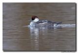 Nonnetje - Smew