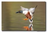 Slobeend - Northern Shoveler