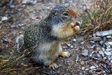 0048-3B9A8871-Columbian Ground Squirrel, Glacier National Park.jpg