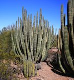 0035-3B9A8396-Organ Pipe Cactus.jpg