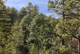 0039-3B9A5706-Ponderosa Pine Trees.jpg