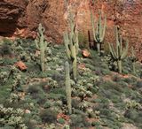 0018-3B9A7805-Saguaro Cactuses in the Sonoran Desert.jpg