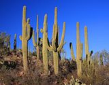0020-IMG_9791-Saguaro Cactuses.jpg
