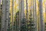 0032-3B9A6145-Forest Views are Good for the Soul.jpg