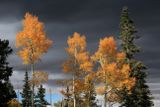 0038-3B9A6248-The Glory of Aspen Trees in Autumn.jpg