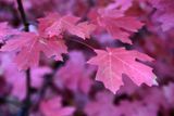 0044-3B9A2725-Maple Leaves in the Fall.jpg