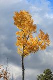 0069-3B9A5651-The Glory of an Aspen Tree in the Fall.jpg