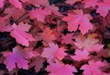 0075-IMG_8679-Maple Leaves in the Fall.jpg