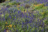 0046-3B9A0098-Lupine & Poppy Wildflowers-.jpg