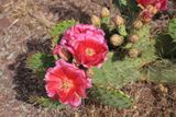 0047-3B9A1371-Cactus Flowers along the Trail.jpg