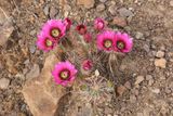 0048-3B9A1401-Cactus Flowers along the Trail-.jpg