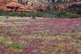 0052-3B9A0424-Sedona Wildflowers.jpg