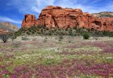 0053-3B9A0438-Sedona Wildflowers.jpg