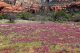 0055-3B9A0510-Sedona Wildflowers.jpg