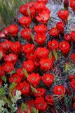 0057-IMG_0310-Hedgehog Cactus Blossoms.jpg
