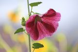 0061-3B9A4127-The Beauty of a Flower after the Rain.jpg