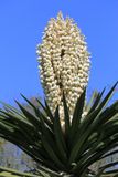 0062-3B9A8182-Spring Flowers in the Desert.jpg