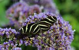 0064-3B9A8230-Butterfly.jpg