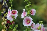 0068-3B9A9507-Hollyhock Flowers.jpg