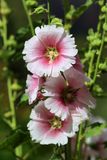 0069-3B9A9539-Hollyhock Flowers.jpg