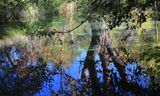 014-3B9A9847-Creek Reflections of Autumn.jpg