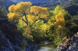 019-3B9A0397-Northern Arizona Cottonwoods in the Fall.jpg